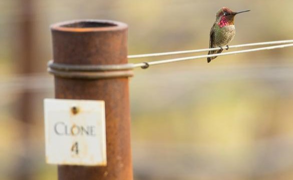 An image of a small bird on a vineyard wire at clone 4 on the Opus One estate.